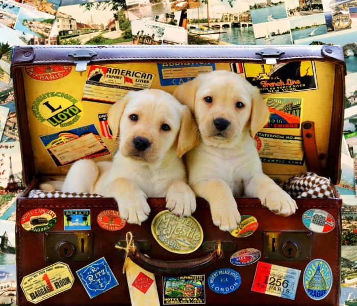 Puzzle - Bluebird - Két kis utazó