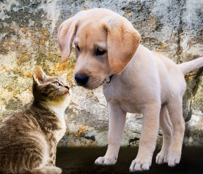 Puzzle - Bluebird - Cica és kiskutya