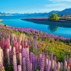 Puzzle - Castorland - Tekapo-tó, Új-Zéland