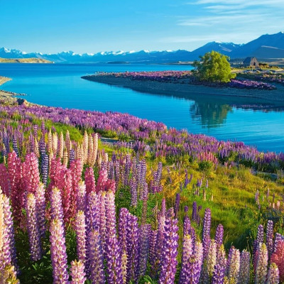 Tekapo-tó, Új-Zéland