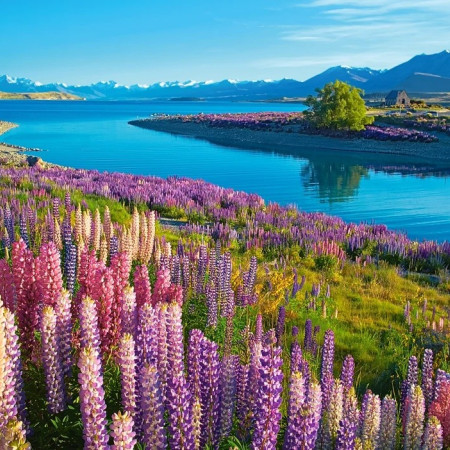 Tekapo-tó, Új-Zéland