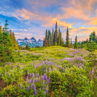 Puzzle - Castorland - A reggel virágai