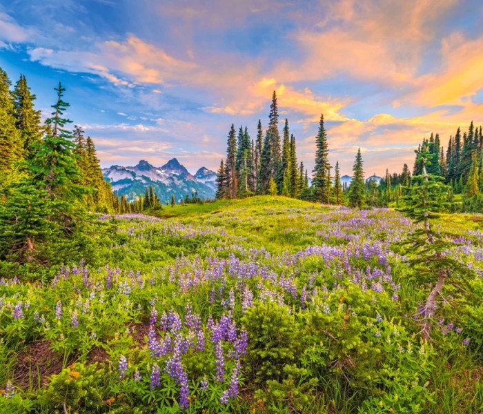 Puzzle - Castorland - A reggel virágai