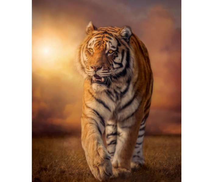 Puzzle - Clementoni - Tigris