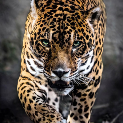 Egy sétáló jaguár