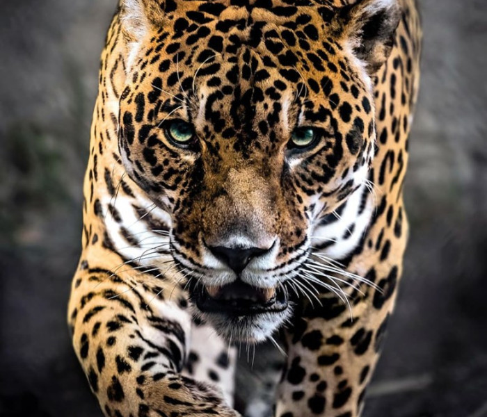 Puzzle - Clementoni - Egy sétáló jaguár