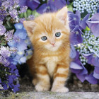 Puzzle - Clementoni - Piros cica virágok között