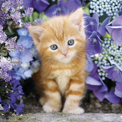 Piros cica virágok között