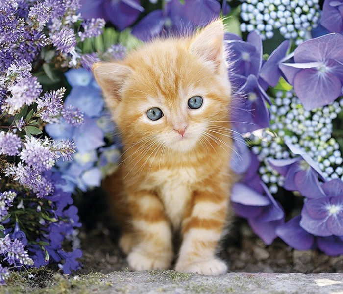 Puzzle - Clementoni - Piros cica virágok között