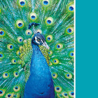 Puzzle - Clementoni - Türkiz páva