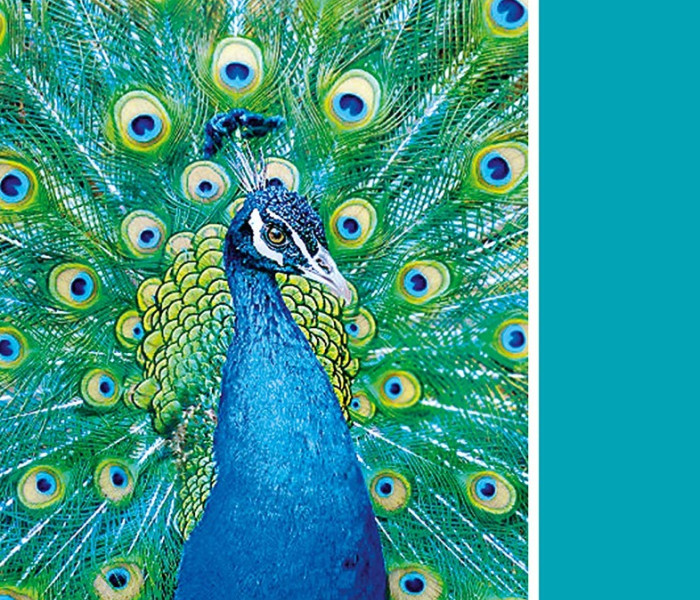 Puzzle - Clementoni - Türkiz páva