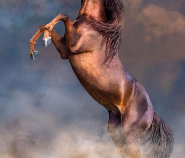 Puzzle - Clementoni - Nagy vörös mén