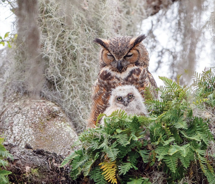 Puzzle - Cobble Hill - Hegyi bagoly