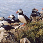 Puzzle - Cobble Hill - Tiszta nap