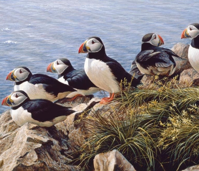 Puzzle - Cobble Hill - Tiszta nap