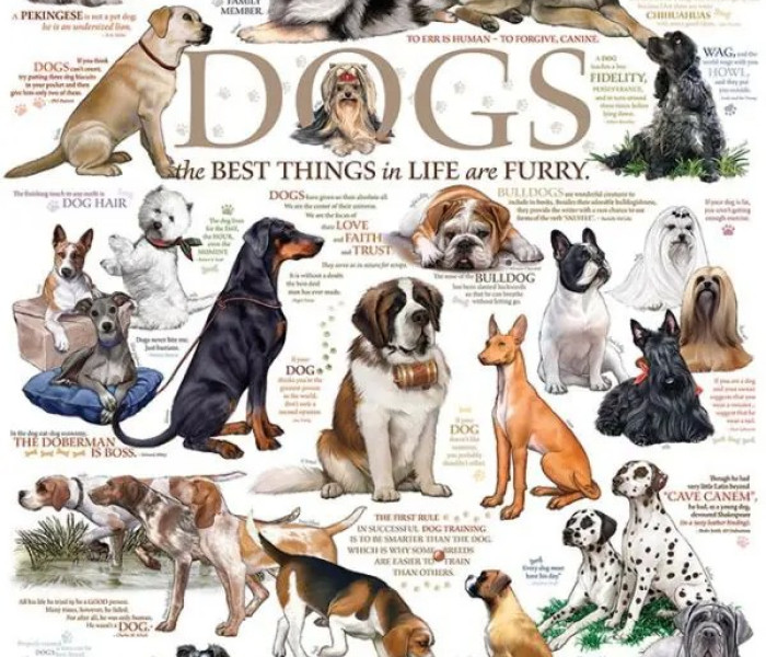 Puzzle - Cobble Hill - Kutyaüzenetek