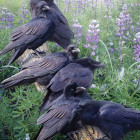 Puzzle - Cobble Hill - Ravens találkozó