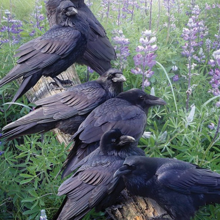 Ravens találkozó