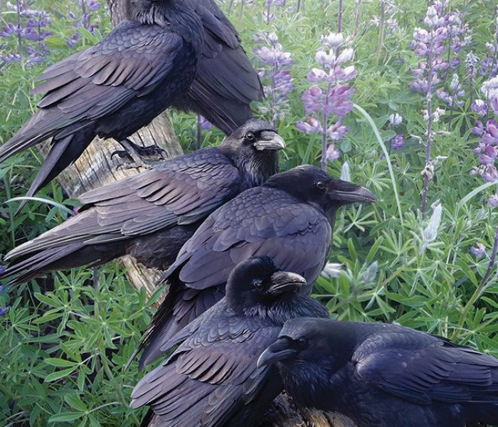 Puzzle - Cobble Hill - Ravens találkozó