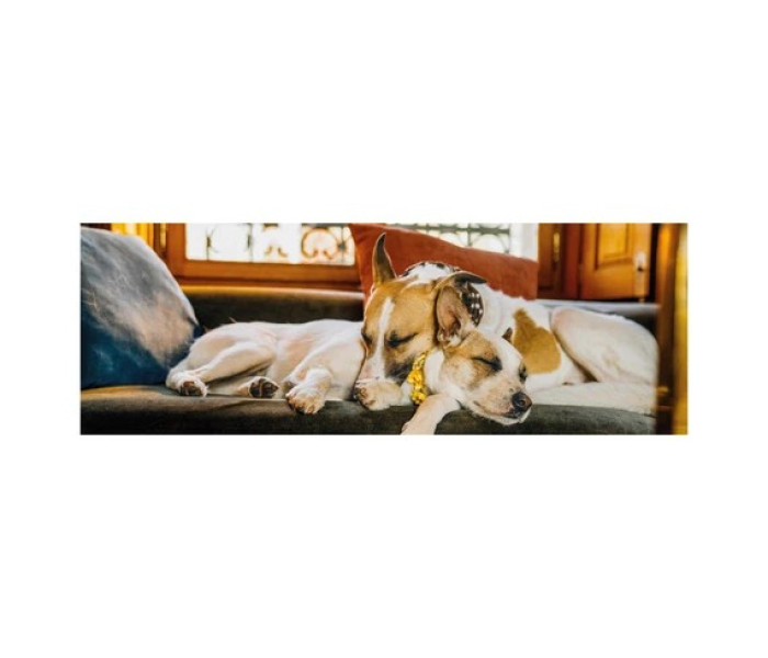 Puzzle - Dino - Gump a kanapén