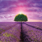 Puzzle - Dino - Levendula mező