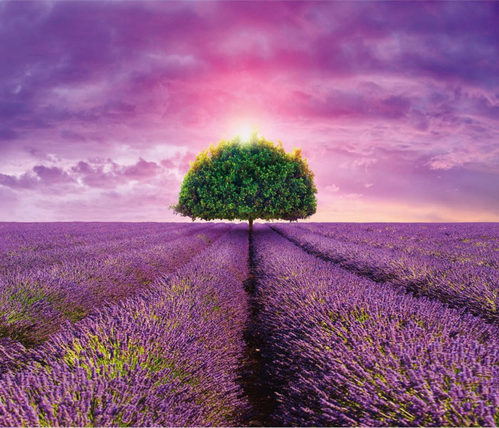 Puzzle - Dino - Levendula mező