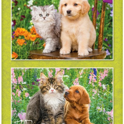 Kutya és macska a kertben