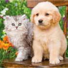 Puzzle - Dino - Kutya és macska a kertben