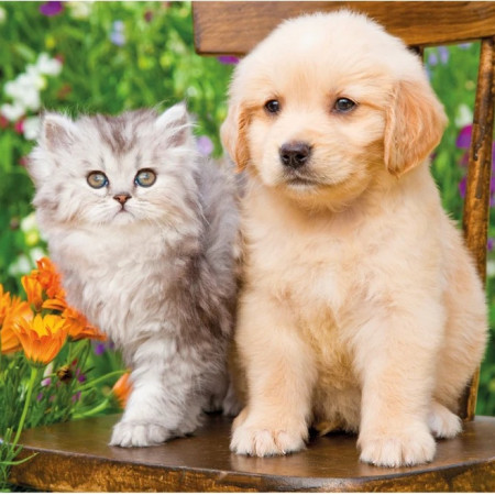 Kutya és macska a kertben