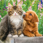 Puzzle - Dino - Kutya és macska a kertben