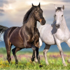 Puzzle - Dino - Szerelmes lovak