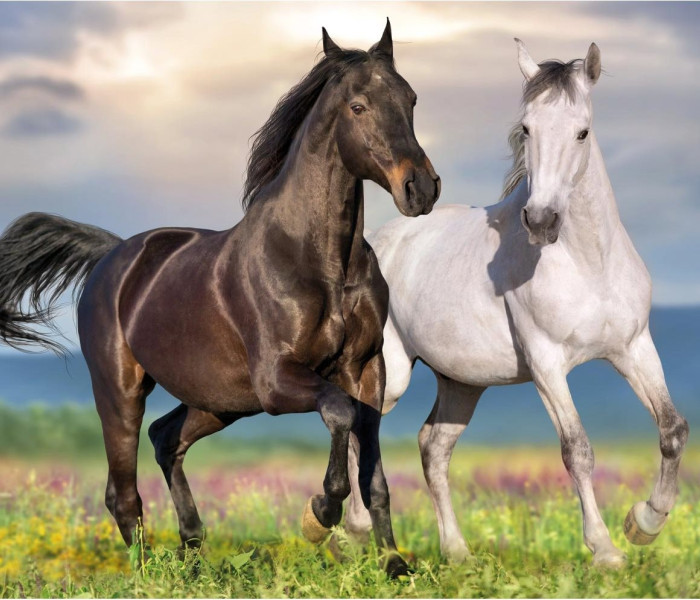 Puzzle - Dino - Szerelmes lovak