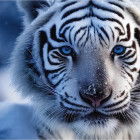 Puzzle - Dino - Fehér tigris