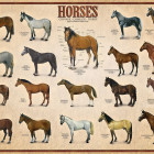 Puzzle - Eurographics - Lovak