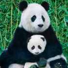Puzzle - Eurographics - Panda és kölyök