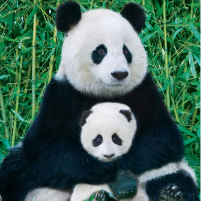 Panda és kölyök
