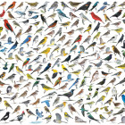 Puzzle - Eurographics - Madarak világa