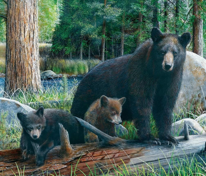 Puzzle - Eurographics - Medvék