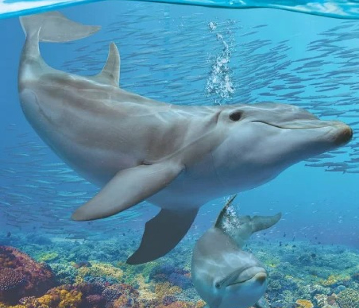 Puzzle - Eurographics - Delfinek