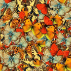 Puzzle - Grafika - Egy pillangócsapat