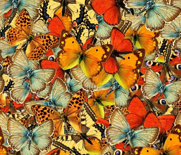 Puzzle - Grafika - Egy pillangócsapat