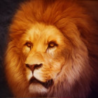 Puzzle - Grafika - Oroszlán