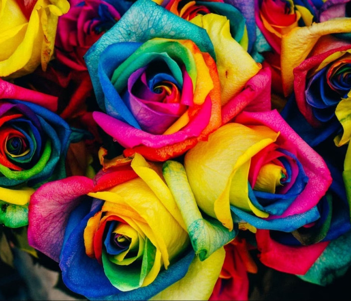 Puzzle - Grafika - Rózsák