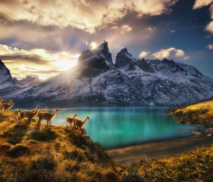 Puzzle - Heye - Guanakók