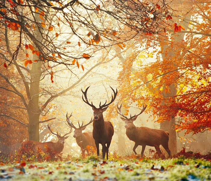 Puzzle - Heye - Szarvas