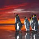 Puzzle - Heye - Királypingvinek - Panoramatikus Puzzle