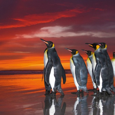 Királypingvinek - Panoramatikus Puzzle