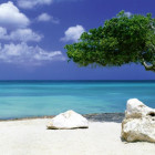 Puzzle - Heye - Fa a tengerparton - Panoramatikus Puzzle