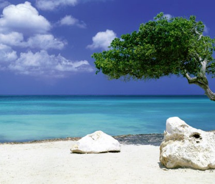 Puzzle - Heye - Fa a tengerparton - Panoramatikus Puzzle