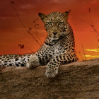 Puzzle - Heye - Hajnal - Panoramatikus Puzzle